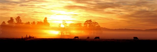 Cows Sunrise Taieri Plains 2