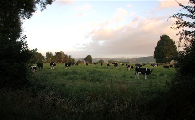 Cows Near Mosgiel
