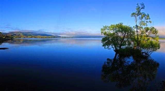 Lake Waihola Tree