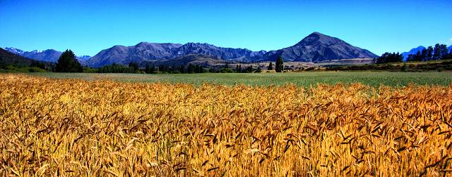 Wheat Field Looking Towards Lake Hawea