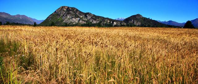 Wheat Field Mt Iron
