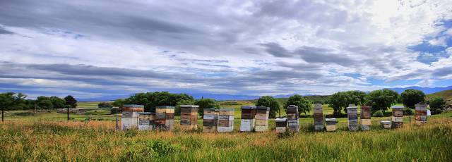 Bee Hives By Bridge