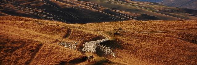 mob of sheep