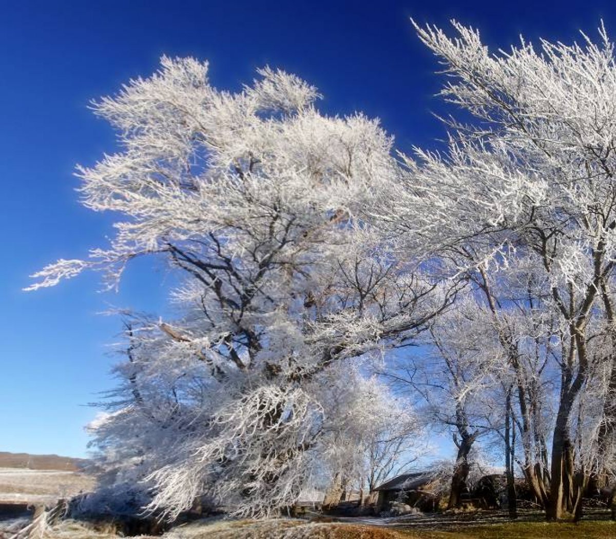 Hoar Frost trees Ida Valley