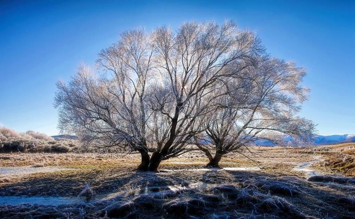 Hoar Frost trees