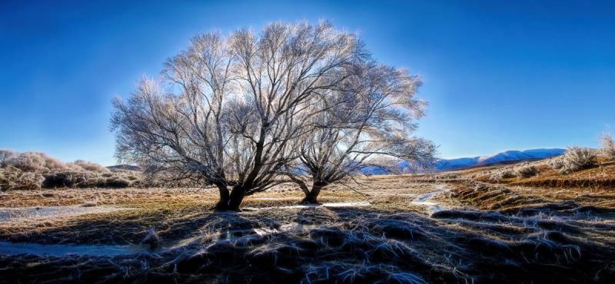 Hoar Frost trees 3_
