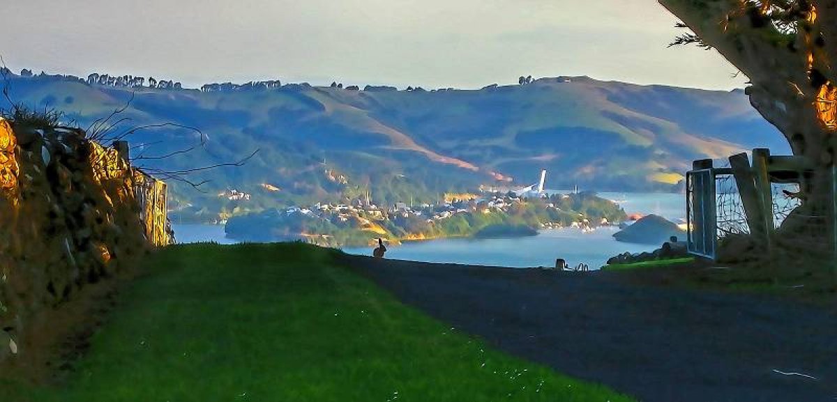 bunny with a view of Port Chalmers